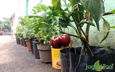 uploads/news/2020/10/menanam-paprika-di-polybag-85961d775716659_400.jpg