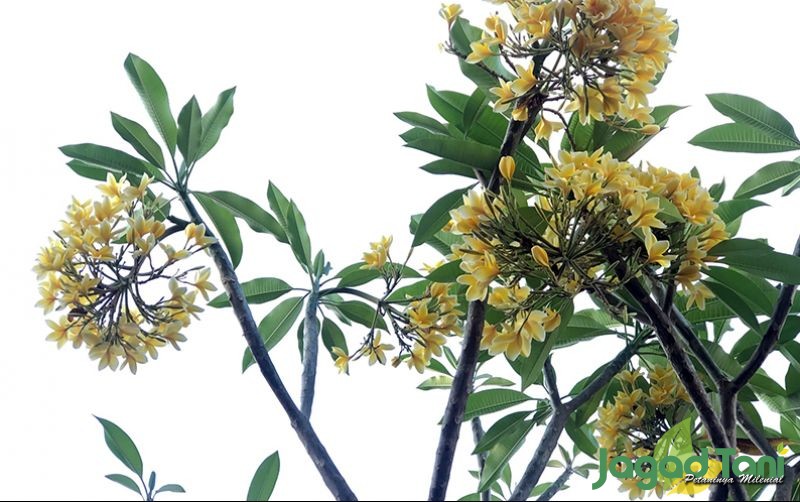 uploads/news/2020/10/menengok-kesakralan-pohon-kamboja-59772d96240d365.jpg