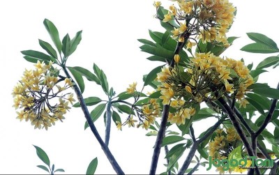 uploads/news/2020/10/menengok-kesakralan-pohon-kamboja-59772d96240d365_400.jpg