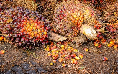 uploads/news/2020/10/mengembangkan-industri-sawit-dengan-91351e8e135a0cd_400.jpg
