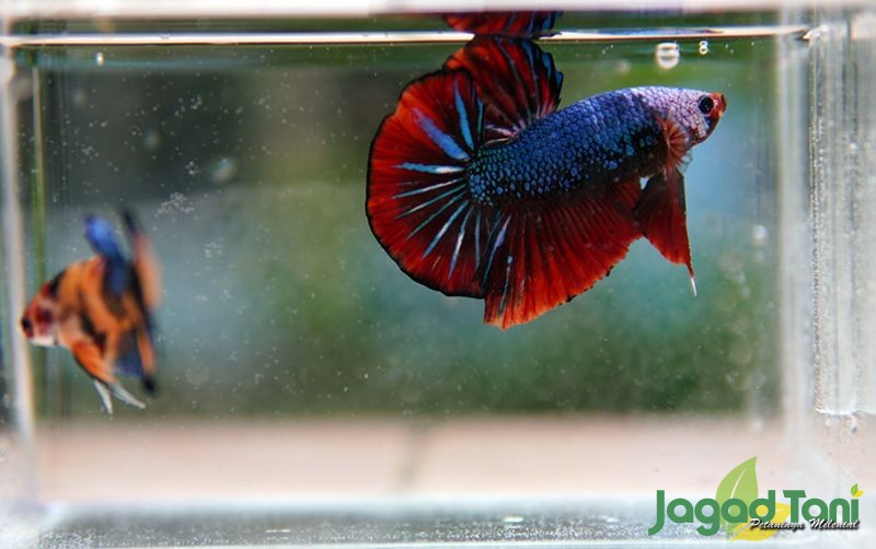 uploads/news/2020/10/mengenal-betta-terbesar-di-532143d06672e9f.JPG