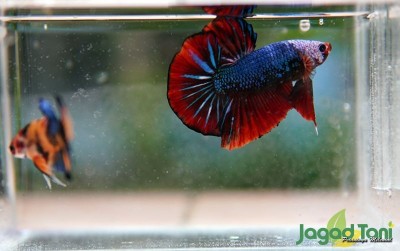 uploads/news/2020/10/mengenal-betta-terbesar-di-532143d06672e9f_400.JPG