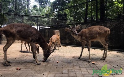 uploads/news/2020/10/mengintip-konservasi-rusa-di-553061b00c2be38_400.jpeg