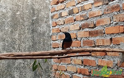 uploads/news/2020/10/mengintip-usaha-penangkaran-murai-20084df68e78477_400.jpg
