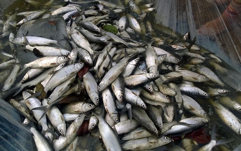 uploads/news/2020/10/meningkatkan-produksi-ikan-dengan-29616a73b0dca48.jpg