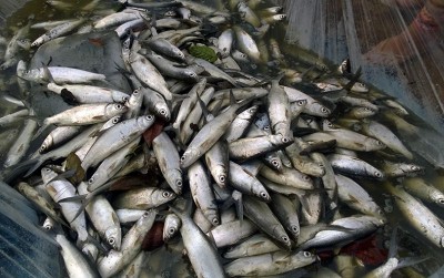 uploads/news/2020/10/meningkatkan-produksi-ikan-dengan-29616a73b0dca48_400.jpg