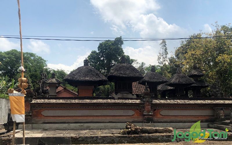 uploads/news/2020/10/menjadi-sejuk-karena-ijuk-49889bf66901f0d.JPG