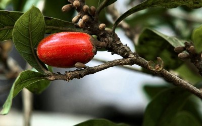 uploads/news/2020/10/miracle-fruit-si-pemanis-97737267d2ade7e_400.jpg