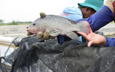 uploads/news/2020/10/nila-srikandi-ikan-unggulan-26779b2115f5de9_400.jpeg