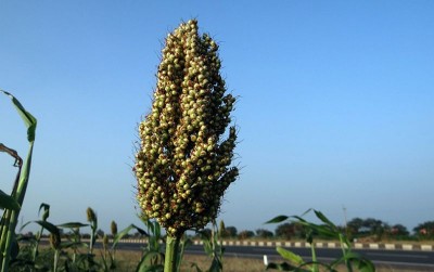 uploads/news/2020/10/panen-perdana-sorgum-dari-160325b000e86ab_400.jpg
