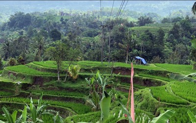 uploads/news/2020/10/sawah-bergelar-warisan-budaya-2154845926270bf_400.JPG