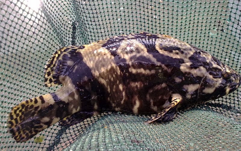 uploads/news/2020/10/segarnya-berbisnis-marine-culture-68772a2912ec7f2.jpg