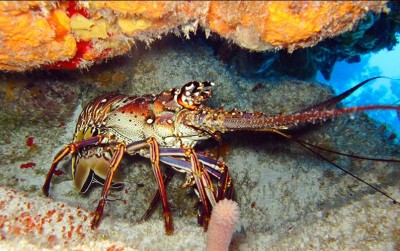 uploads/news/2020/10/sentra-lobster-di-telong-72265dc3661dd46_400.jpg
