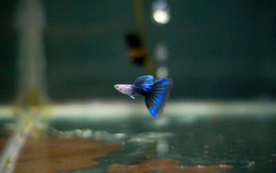 uploads/news/2020/10/syarat-merawat-ikan-guppy-794626426df225b_400.jpg