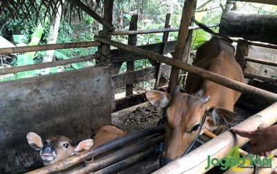 uploads/news/2020/10/terseruduk-pesona-sapi-bali-591946572513653_400.JPG