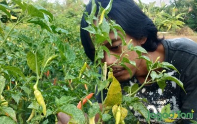 uploads/news/2020/11/aroma-cabai-di-sudut-66403ffcdc31680_400.jpg