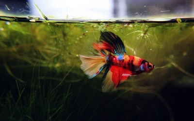 uploads/news/2020/11/asal-usul-ikan-cupang-nemo-4077975c0a0b7cc_400.jpg