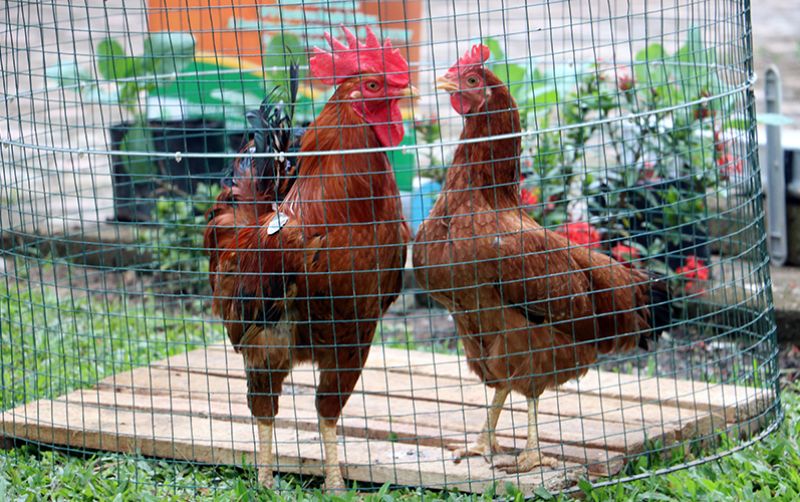uploads/news/2020/11/ayam-merawang-si-jagoan-60417c59d98f7c1.jpg
