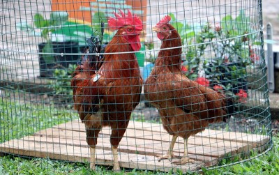 uploads/news/2020/11/ayam-merawang-si-jagoan-60417c59d98f7c1_400.jpg