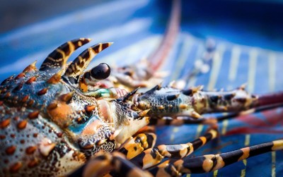 uploads/news/2020/11/berkaca-dari-budidaya-lobster-596234ae14c4c5b_400.jpg
