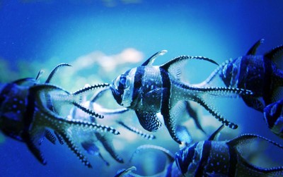 uploads/news/2020/11/berkenalan-dengan-ikan-banggai-275365d1c111881_400.jpg