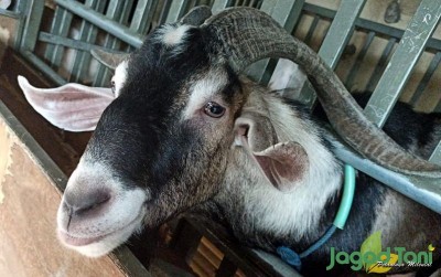 uploads/news/2020/11/beternak-kambing-pe-yang-517322459b9f6c9_400.jpeg