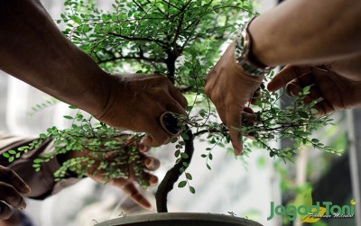 uploads/news/2020/11/bonsai-bukan-sekadar-tanaman-935590ed407321d_400.JPG