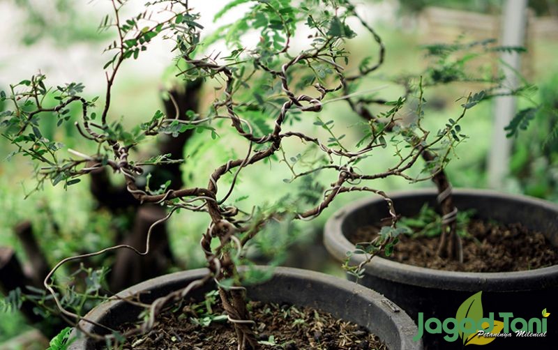 uploads/news/2020/11/budidaya-bonsai-peluang-usaha-117731f03321db2.JPG
