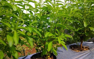 uploads/news/2020/11/budidaya-stevia-di-kota-470391da6c0de52_400.jpg