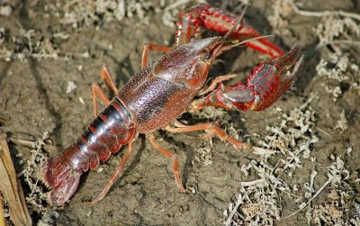 uploads/news/2020/11/cara-mengembangkan-budidaya-lobster-4024198e7d4c045_400.jpg