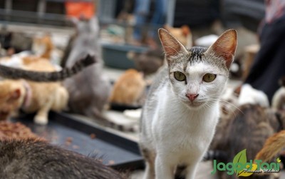 uploads/news/2020/11/cara-merawat-kucing-bagi-13891fea4532f46_400.JPG