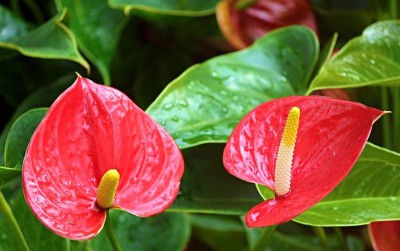 uploads/news/2020/11/cara-sukses-membudidayakan-anthurium-918039b6e6b57f4_400.jpg