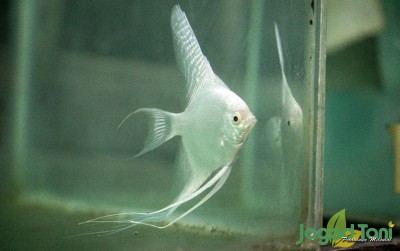 uploads/news/2020/11/cara-sukses-merawat-manfish-56477f247be7e3f_400.JPG