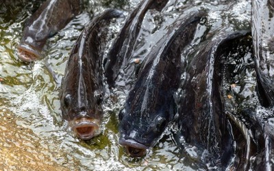 uploads/news/2020/11/cegah-kematian-ikan-dengan-92317fbfa8caa0a_400.jpg