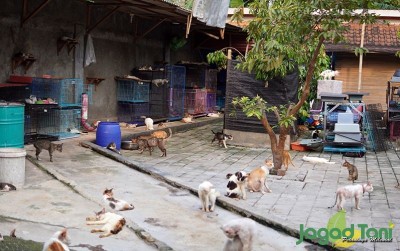uploads/news/2020/11/demi-menyelamatkan-kucing-terlantar-45156b9d88831da_400.JPG