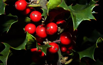 uploads/news/2020/11/ilex-cornuta-penghias-sekaligus-87752c34c05e7ea_400.jpg
