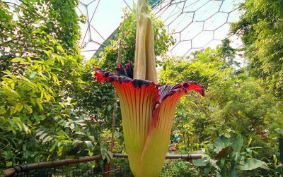 uploads/news/2020/11/jenis-bunga-bangkai-yang-90236df01d22af0_400.jpg