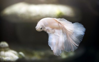 uploads/news/2020/11/kenali-berbagai-penyakit-ikan-22122eba0b69790_400.jpg