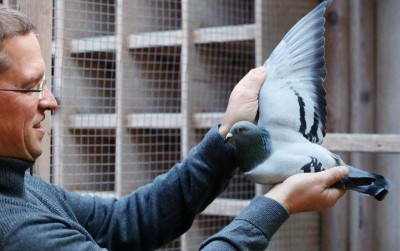 uploads/news/2020/11/kim-merpati-balap-belgia-647621e6ae4ada9_400.jpg