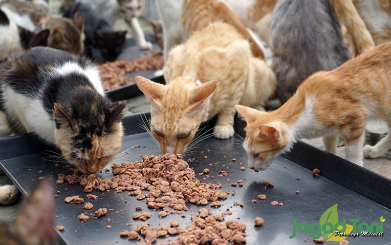 uploads/news/2020/11/makanan-kucing-yang-harus-926493fbe6c7fe7.JPG