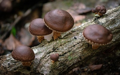 uploads/news/2020/11/manfaat-kece-jamur-shiitake-16318917ce6820f_400.jpg