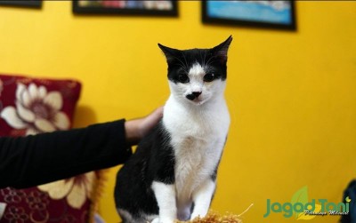 uploads/news/2020/11/melihat-prestasi-kucing-kampung-67807afd86fb1d8_400.JPG