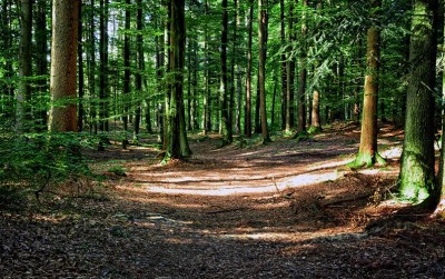 uploads/news/2020/11/melindungi-hutan-dari-food-870830e6a7d834b_400.jpg