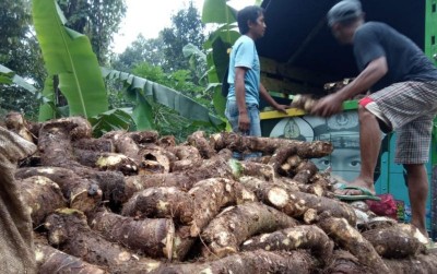 uploads/news/2020/11/membedah-potensi-tinggi-talas-16568f9c46da31a_400.jpeg