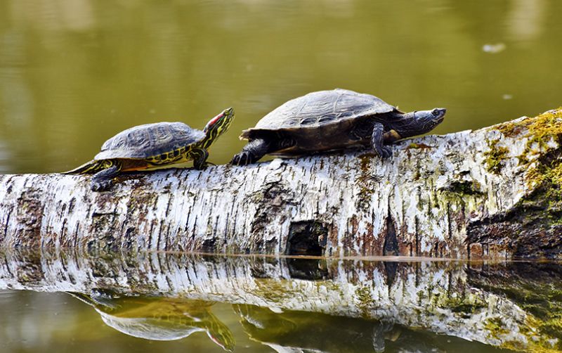 uploads/news/2020/11/membuat-habitat-buatan-untuk-183724c12d1c21a.jpg