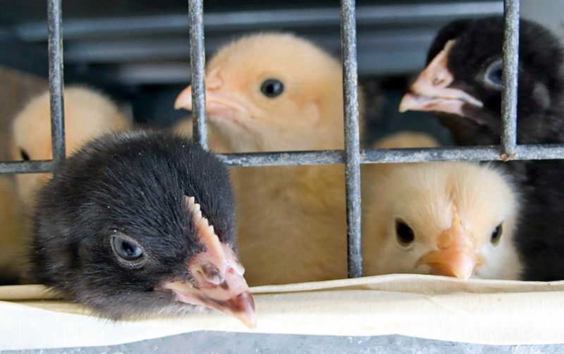 uploads/news/2020/11/memelihara-ayam-potong-yang-1550508ade8961d.jpg