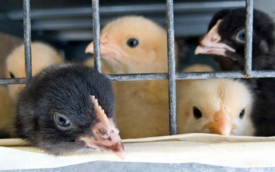 uploads/news/2020/11/memelihara-ayam-potong-yang-1550508ade8961d_400.jpg