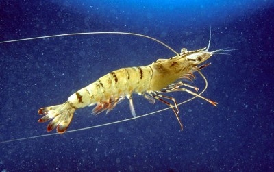 uploads/news/2020/11/memijah-kembali-udang-windu-781042e3b40578d_400.jpg