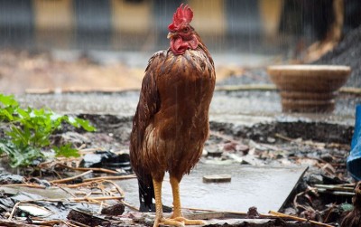 uploads/news/2020/11/mengatasi-ayam-stres-saat-777888b12fb026b_400.jpg