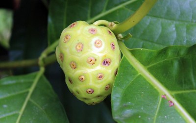 uploads/news/2020/11/mengkudu-buah-pahit-kaya-183112efc5f770c_400.jpg